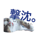 うちの3兄弟 生意気猫（個別スタンプ：34）