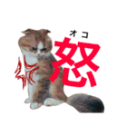 うちの3兄弟 生意気猫（個別スタンプ：35）