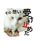 うちの3兄弟 生意気猫（個別スタンプ：38）