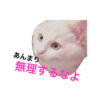 うちの3兄弟 生意気猫（個別スタンプ：40）