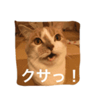 Mof the Cat（個別スタンプ：1）