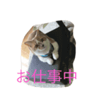 Mof the Cat（個別スタンプ：2）