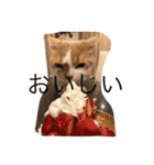 Mof the Cat（個別スタンプ：3）