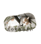 Mof the Cat（個別スタンプ：5）
