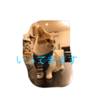 Mof the Cat（個別スタンプ：6）