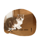 Mof the Cat（個別スタンプ：7）