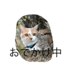 Mof the Cat（個別スタンプ：8）