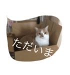 Mof the Cat（個別スタンプ：11）