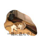 Mof the Cat（個別スタンプ：12）