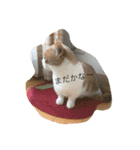 Mof the Cat（個別スタンプ：14）