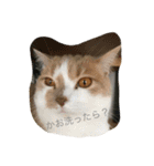 Mof the Cat（個別スタンプ：16）
