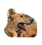 犬達1（個別スタンプ：2）