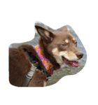 犬達1（個別スタンプ：3）