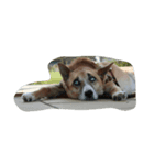 犬達1（個別スタンプ：5）