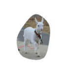 犬達1（個別スタンプ：6）
