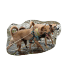 犬達1（個別スタンプ：7）
