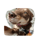 犬達1（個別スタンプ：8）