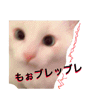 うちの3兄弟 生意気猫 2（個別スタンプ：6）