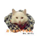 うちの3兄弟 生意気猫 2（個別スタンプ：7）
