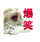 うちの3兄弟 生意気猫 2（個別スタンプ：11）