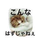うちの3兄弟 生意気猫 2（個別スタンプ：12）