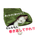 うちの3兄弟 生意気猫 2（個別スタンプ：13）