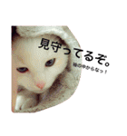 うちの3兄弟 生意気猫 2（個別スタンプ：15）