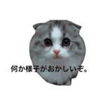 うちの3兄弟 生意気猫 2（個別スタンプ：19）