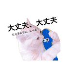 うちの3兄弟 生意気猫 2（個別スタンプ：24）