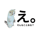 うちの3兄弟 生意気猫 2（個別スタンプ：30）