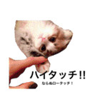 うちの3兄弟 生意気猫 2（個別スタンプ：31）