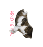 しゃんぷ〜（個別スタンプ：2）