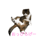しゃんぷ〜（個別スタンプ：3）