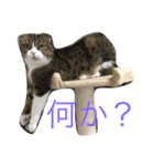 しゃんぷ〜（個別スタンプ：4）