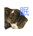 しゃんぷ〜（個別スタンプ：6）