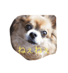 ジェームズ（個別スタンプ：2）