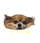 ジェームズ（個別スタンプ：3）