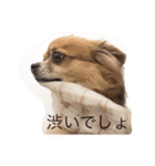 ジェームズ（個別スタンプ：8）