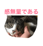 福さん 〜日常編〜（個別スタンプ：1）