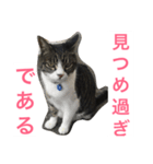 福さん 〜日常編〜（個別スタンプ：2）