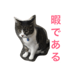 福さん 〜日常編〜（個別スタンプ：3）