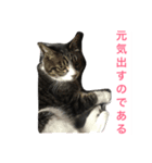 福さん 〜日常編〜（個別スタンプ：5）