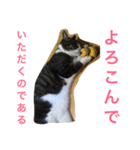 福さん 〜日常編〜（個別スタンプ：6）