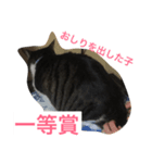福さん 〜日常編〜（個別スタンプ：7）