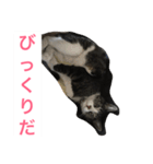 福さん 〜日常編〜（個別スタンプ：8）