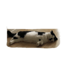 人形⁉︎（個別スタンプ：11）
