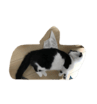 人形⁉︎（個別スタンプ：19）