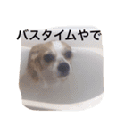 チワワのぴめちゃん（個別スタンプ：11）