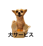 チワワのぴめちゃん（個別スタンプ：18）