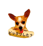 チワワのぴめちゃん（個別スタンプ：28）